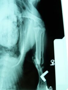 duck leg xray