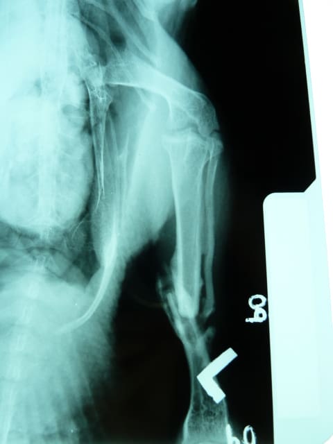 Case Study: Duck with Broken Leg