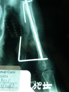 duck leg xray