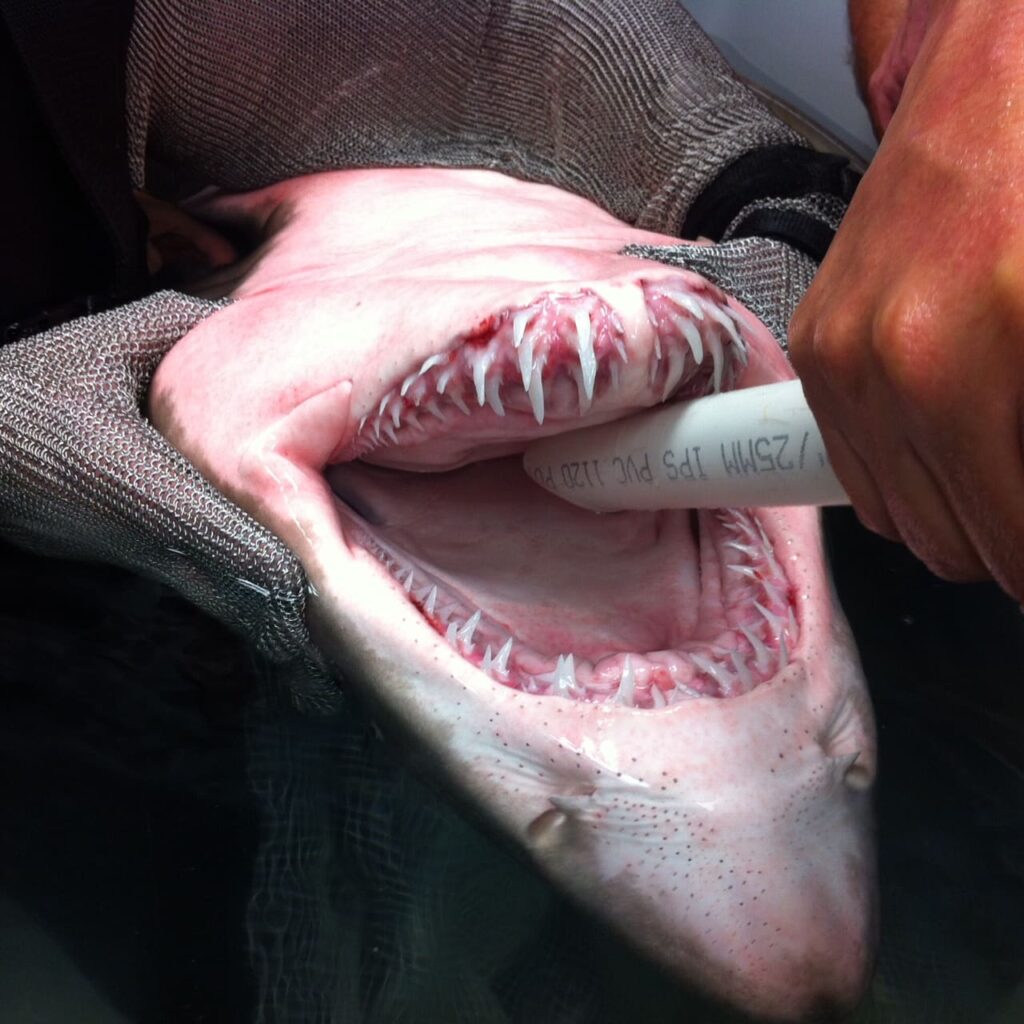 Shark intubation