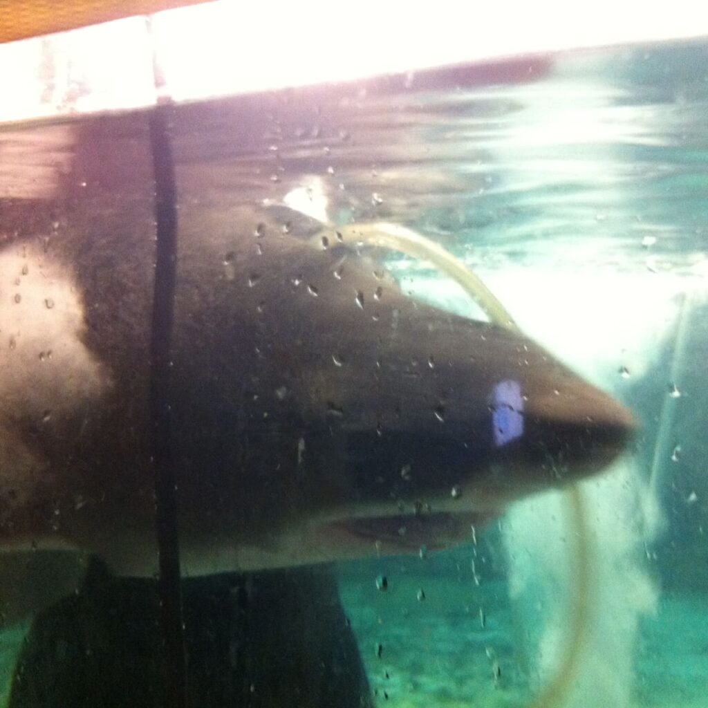 Shark swims after anesthesia