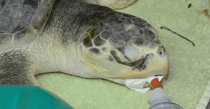 Kemp’s Ridley Turtle “Blu” Recovering Well