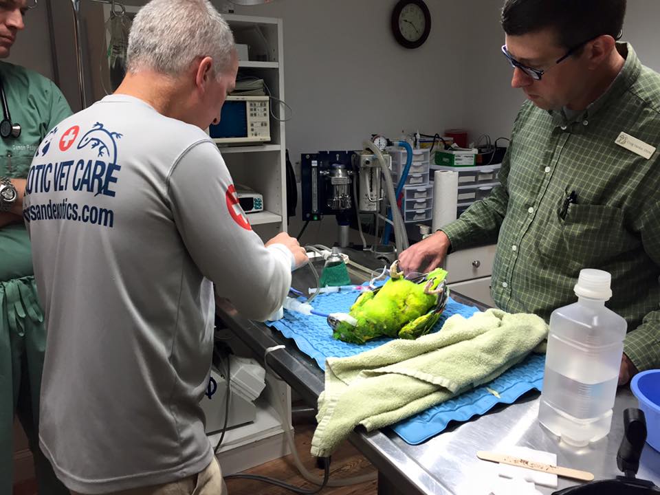 Case Study: Amazon Parrot with Throat Cancer