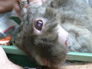 This rabbit has head tilt associated with E. cuniculi. The sutures are from surgery for an unrelated jaw abscess.