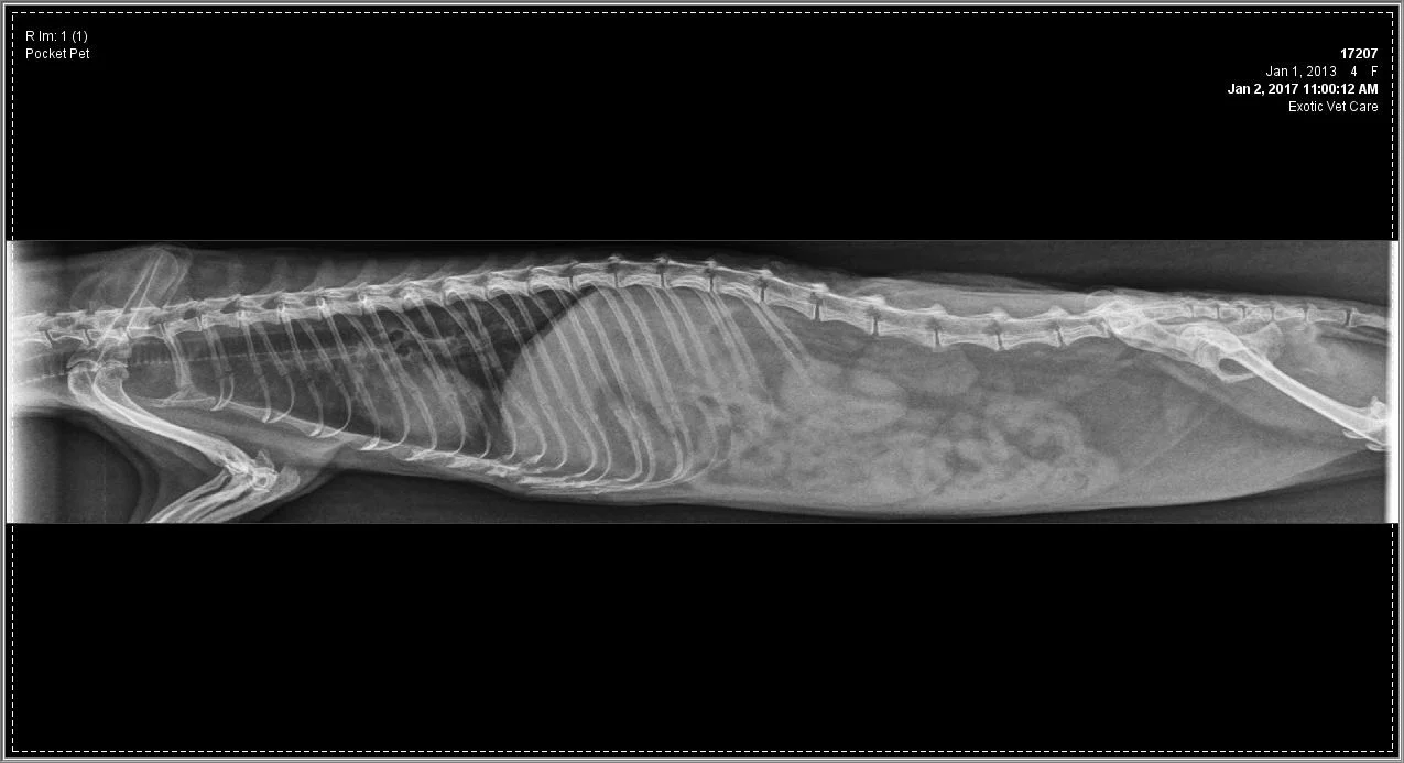 Case Study: Chemotherapy Gives Ferret A New Lease on Life