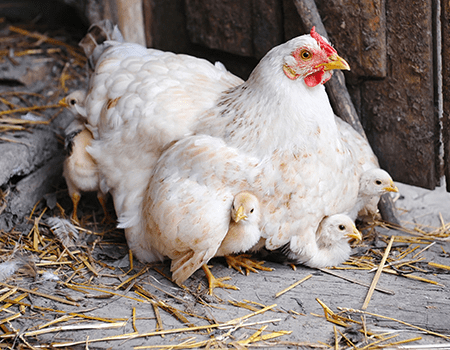 Why Did the Chicken Cross the Road?