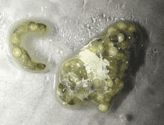 PDD: What’s That?