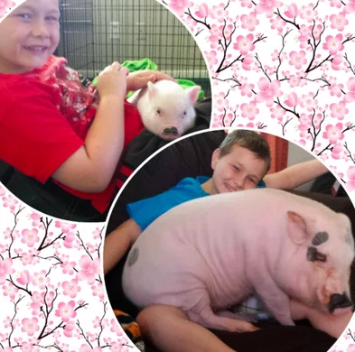 What to Expect: Pot-Bellied Pigs