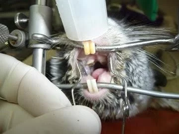 Tooth or Consequences