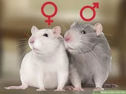 Should I Spay Or Neuter (sterilize) My Pet Rat? The Answer Is YES, YES, And YES!