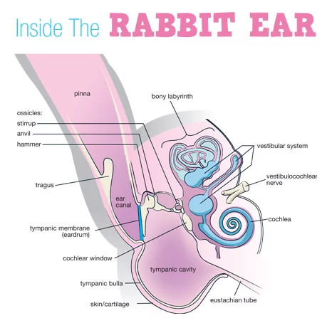 Otitis Media: What’s That?