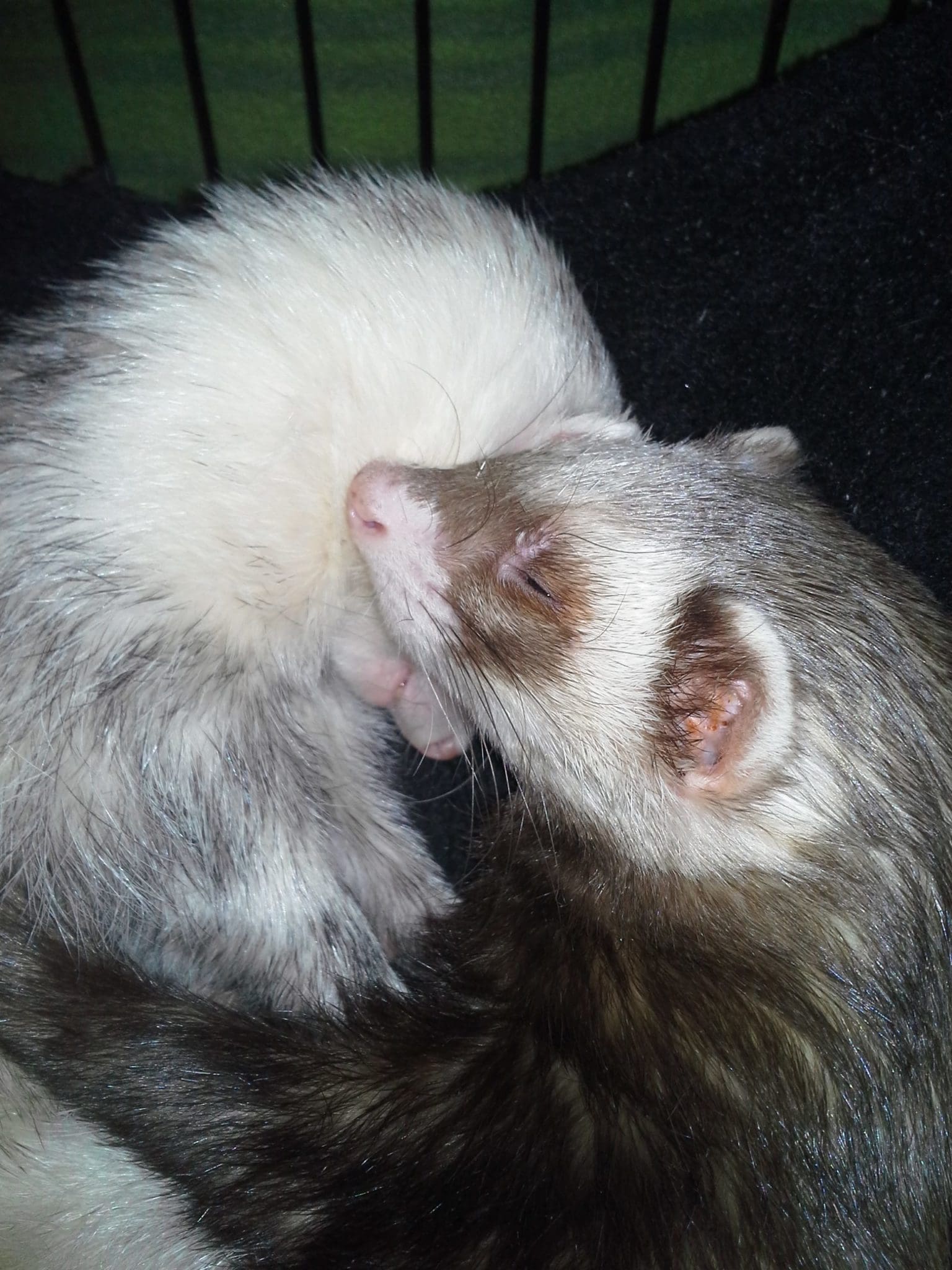 COVID-19 and Your Pet