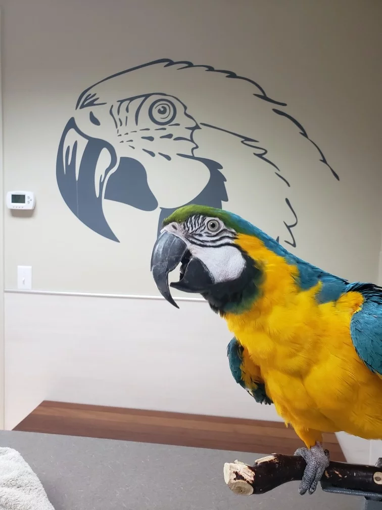 All About Beaks