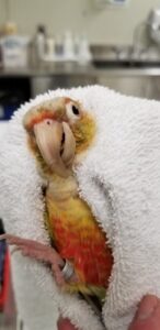 Conure with severely overgrown beak