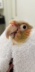 Conure with overgrown beak being trimmed