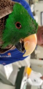 Eclectus after corrective beak trim