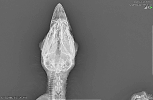 Beak radiograph top view