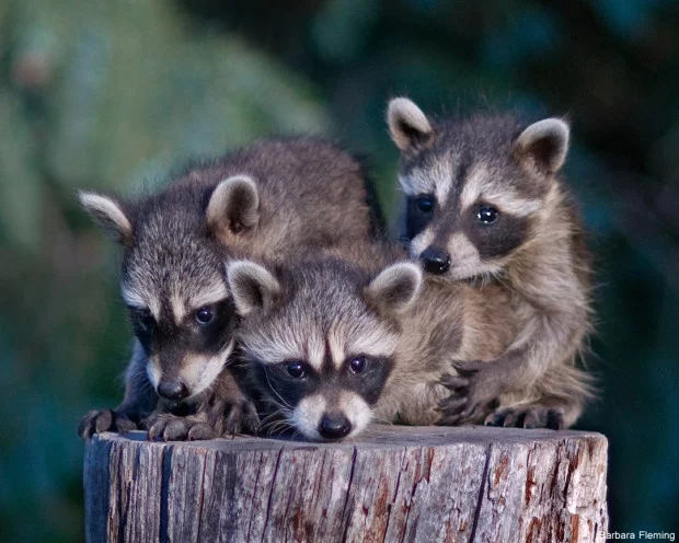 Top Ten: Reasons To Let Baby Raccoons Grow Up Wild