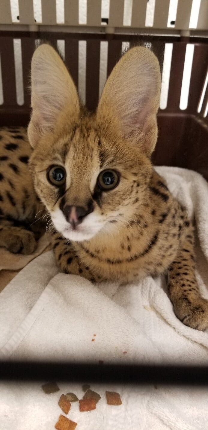 Exotic Felid Diets
