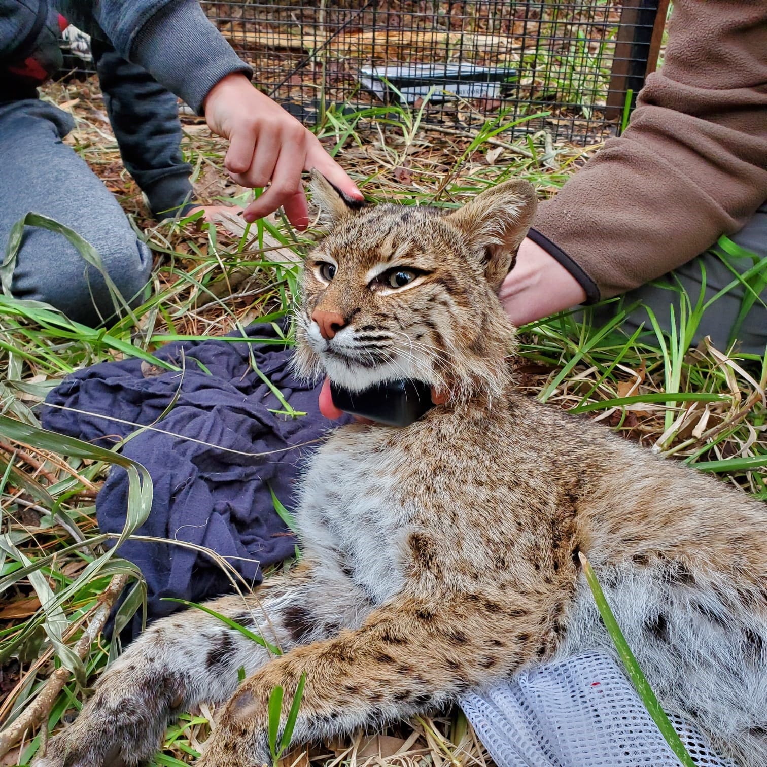 Working to Help Wild Bobcats – the Kiawah Island Bobcat Project