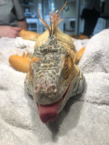 Into The Dragon