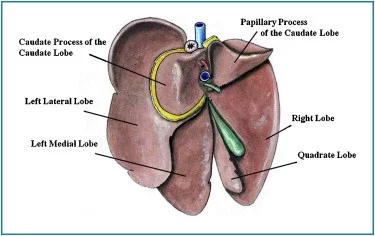 A Twisted Tale: Liver Lobe Torsion in Rabbits – Mme. Matilda Munyon, Rabbit Blogger