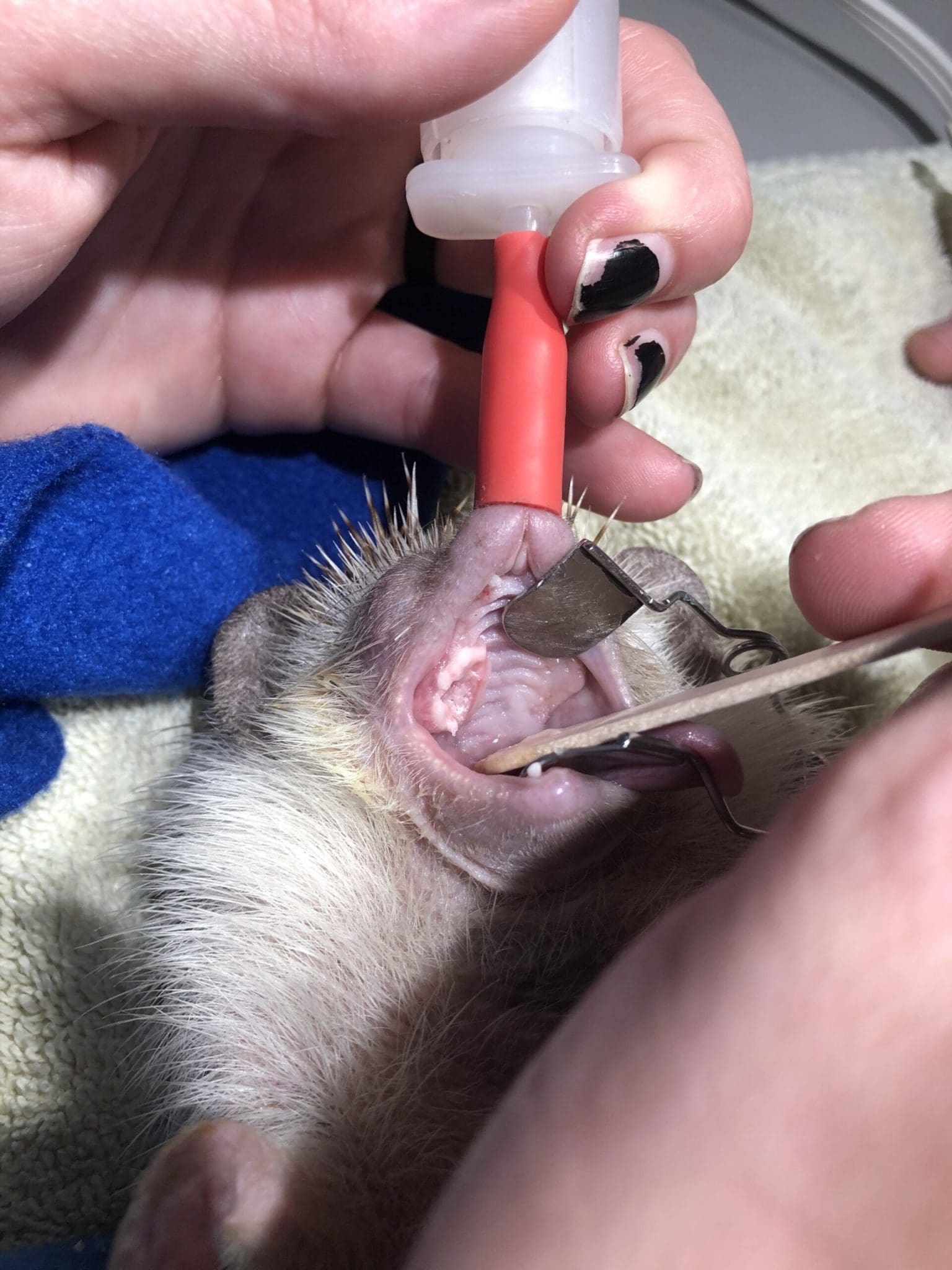 Chill Vibes: Cryosurgery in Exotic Pet Medicine