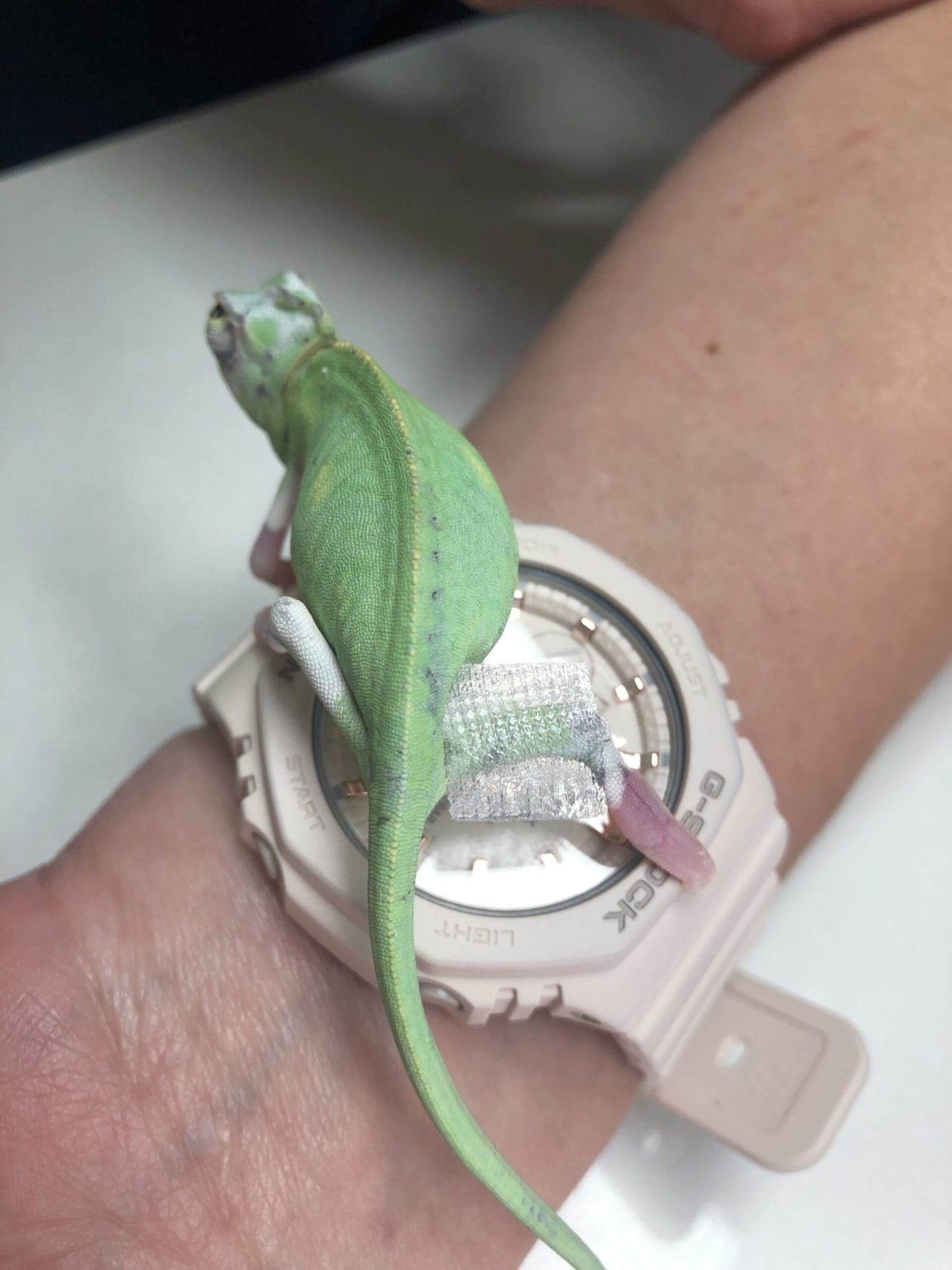 Case Study: Karma Chameleon