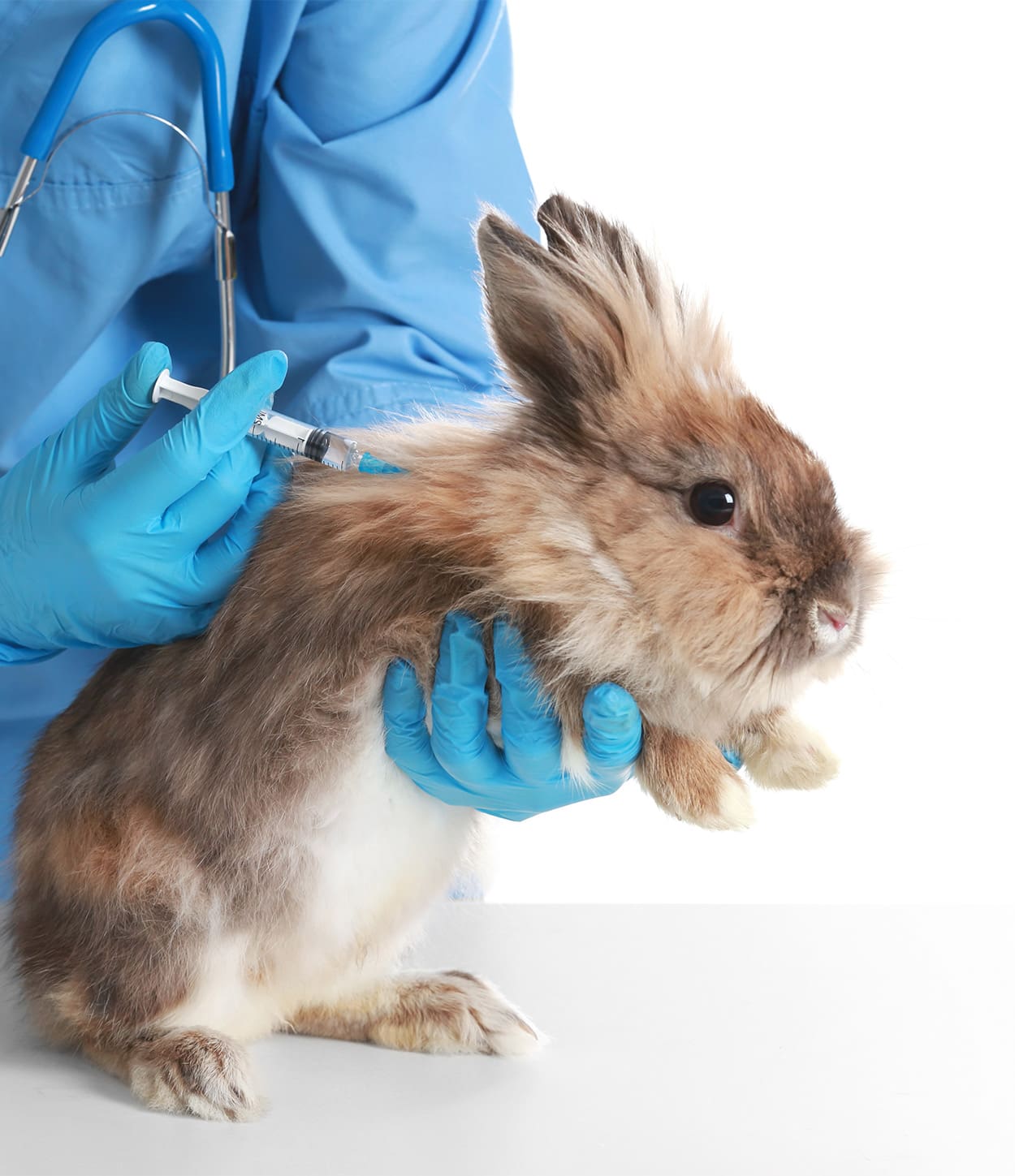 The RHDV-2 Vaccine is HERE, and MANDATORY!