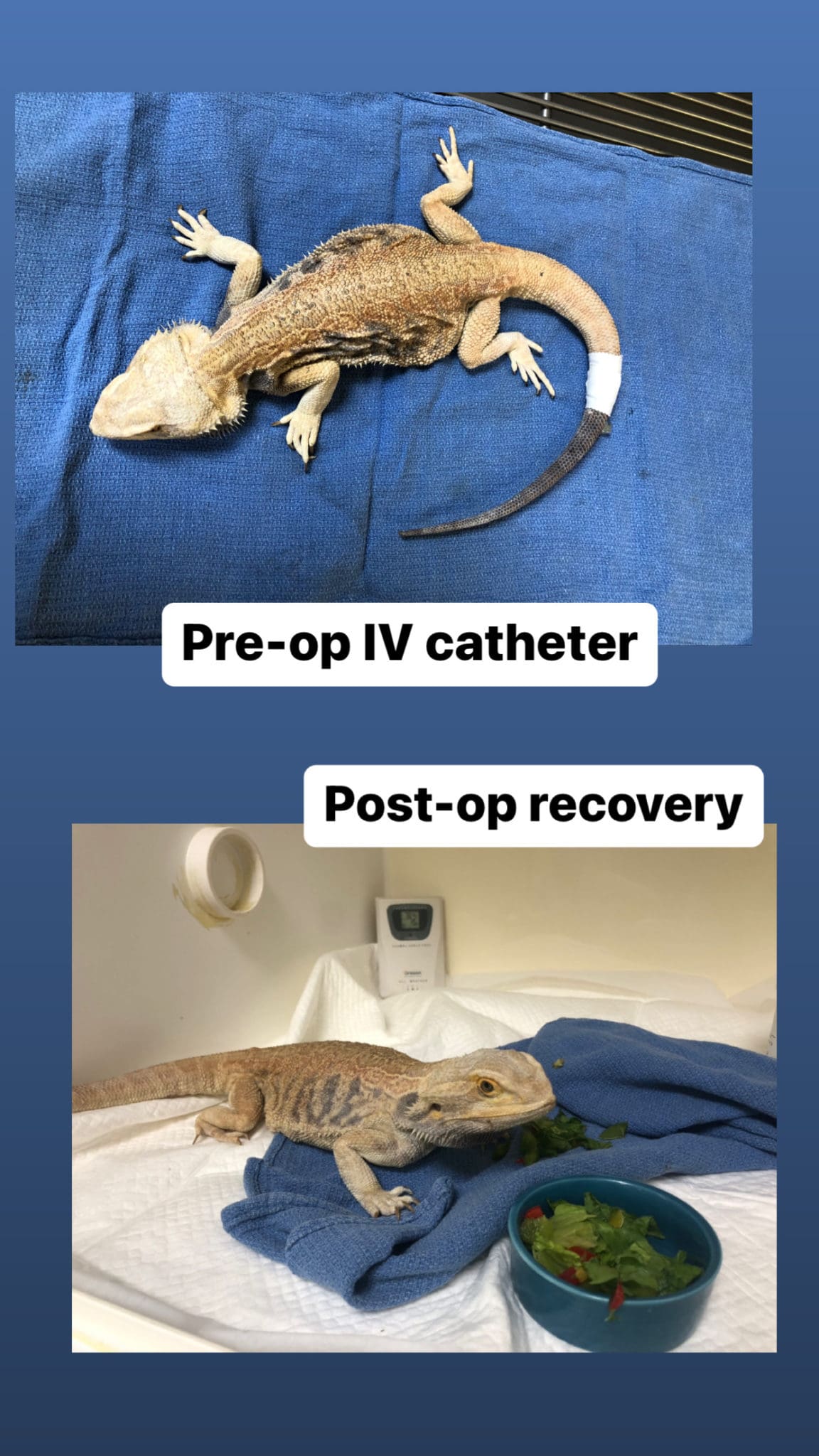 Case Study: Bloated Belly Bearded Dragon