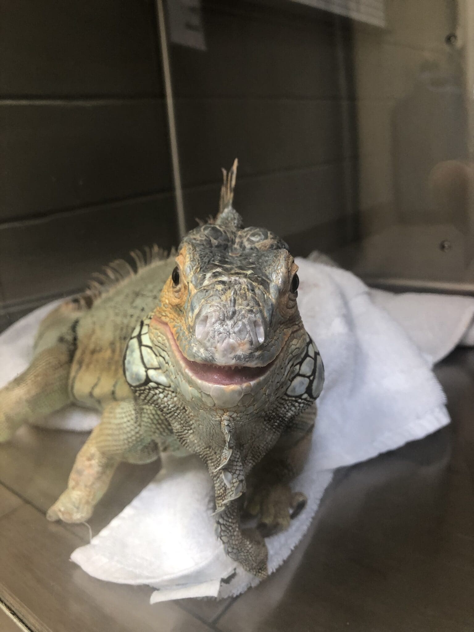 Case Study: A Tail and Two Stones