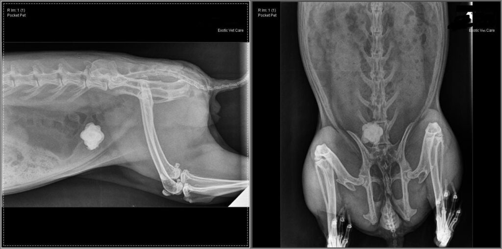 Rabbit Radiograph with stone