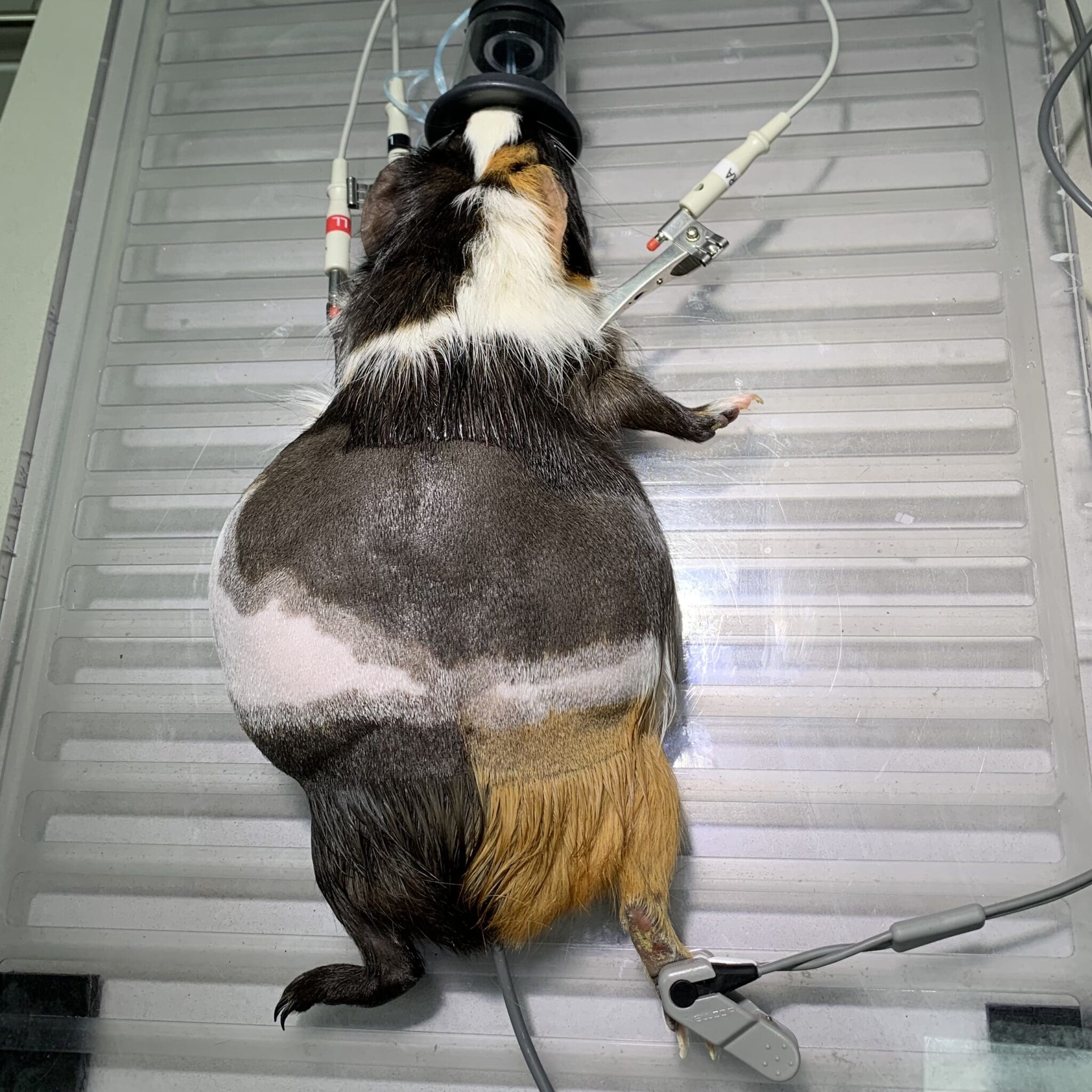 What to Expect: At Your Pet’s Surgery