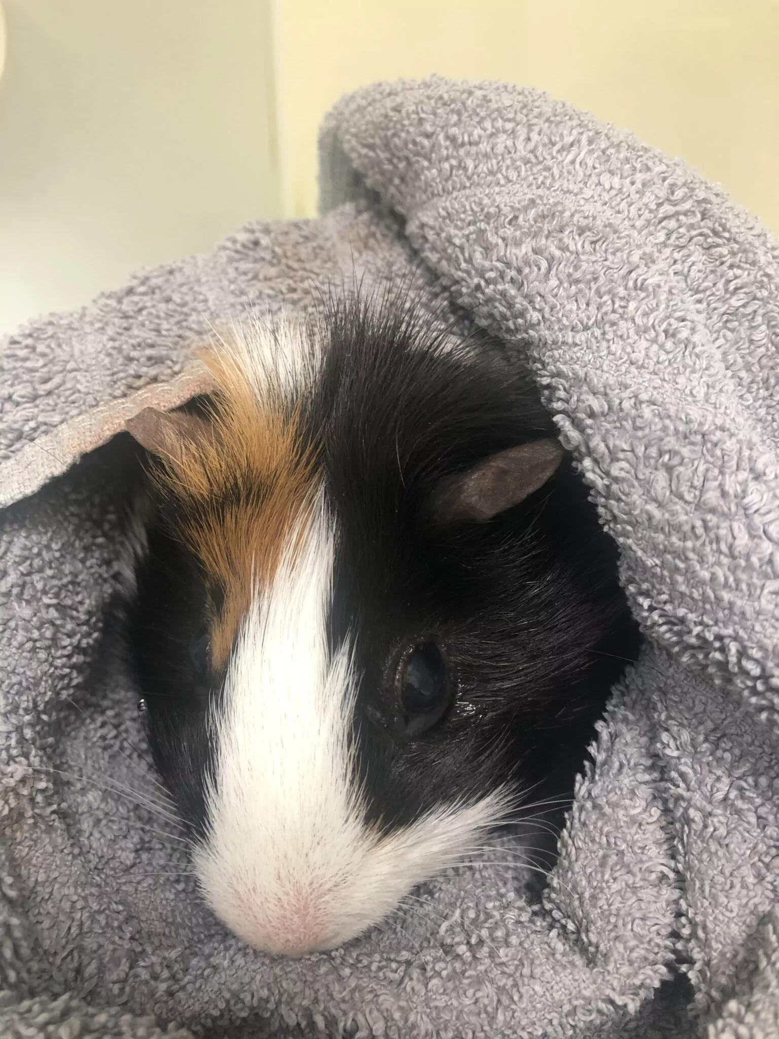 Case Study: Guinea Pig Loses 1/3 of Her Body Weight in 1 Hour!