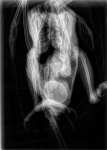 Radiograph showing stuck egg
