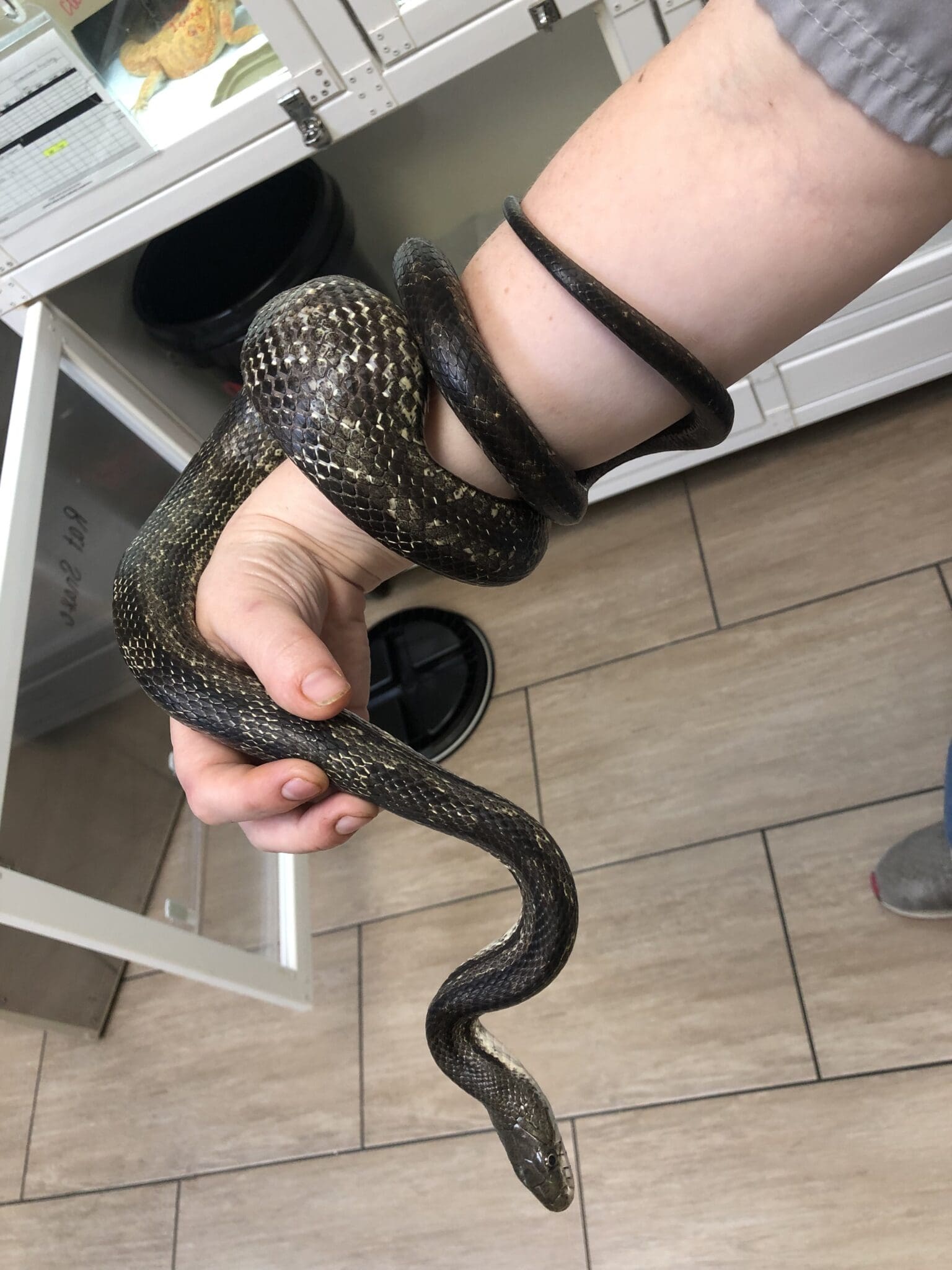 Case Study: This Snake Bit Off More than It Could Chew