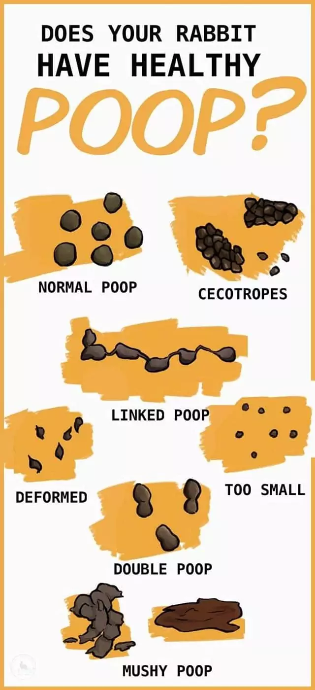 Cecotropes: What’s That?