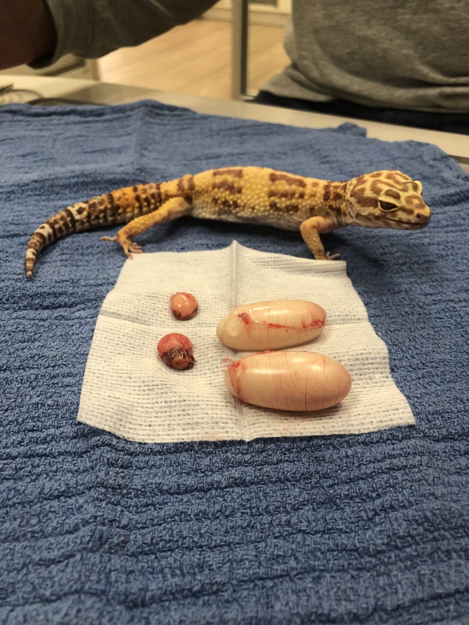 Case Study: Two Eggs, Over Hard