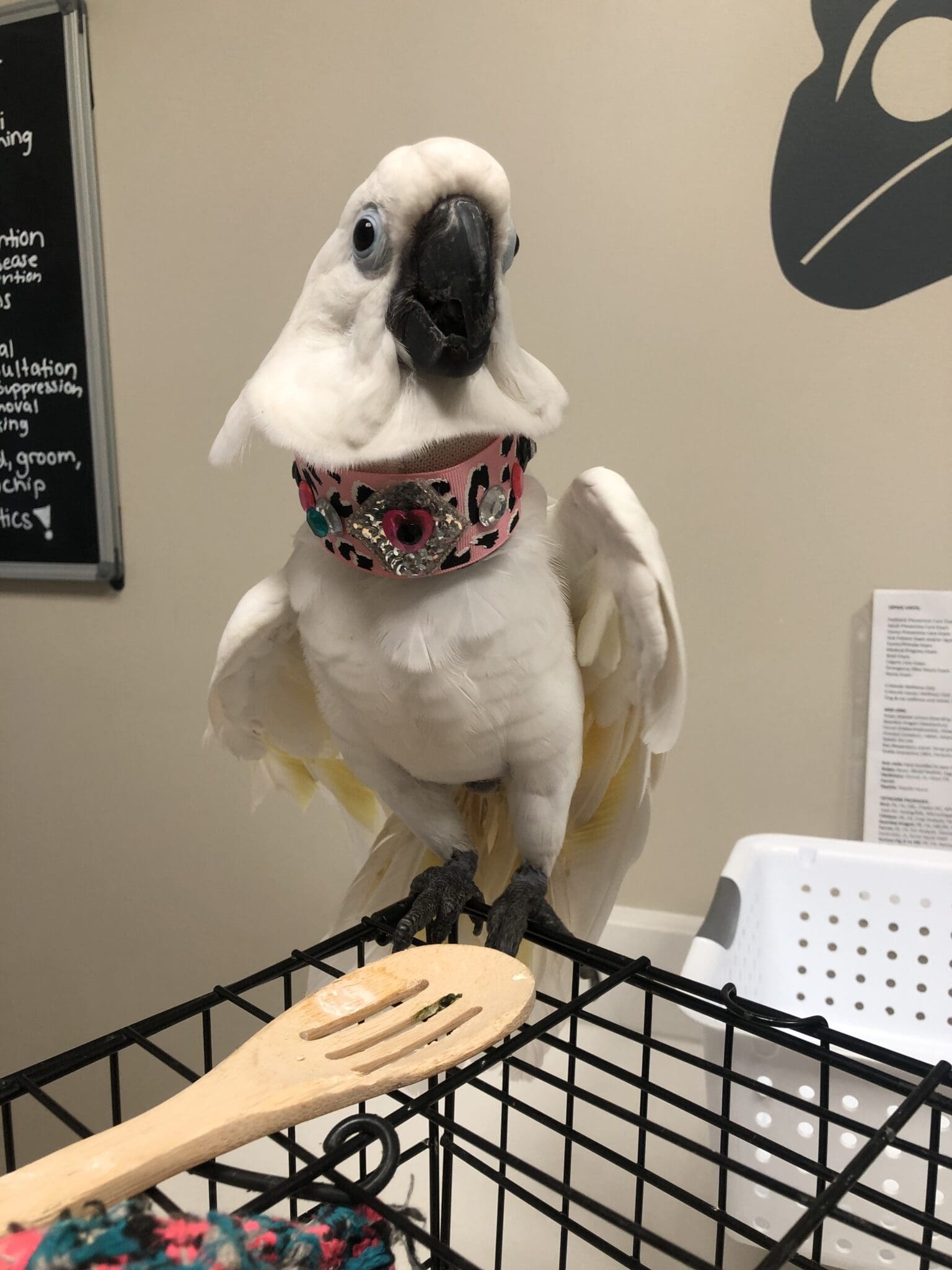 Case Study: The Last Prolapse