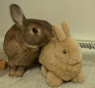 Make Mine Chocolate!
