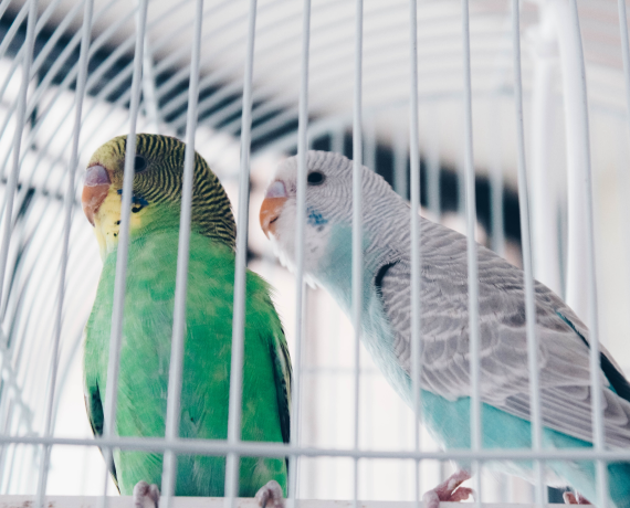 Exotic Pet Boarding