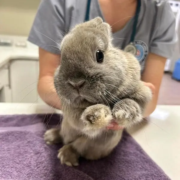Is Your Bunny Acting Funny?