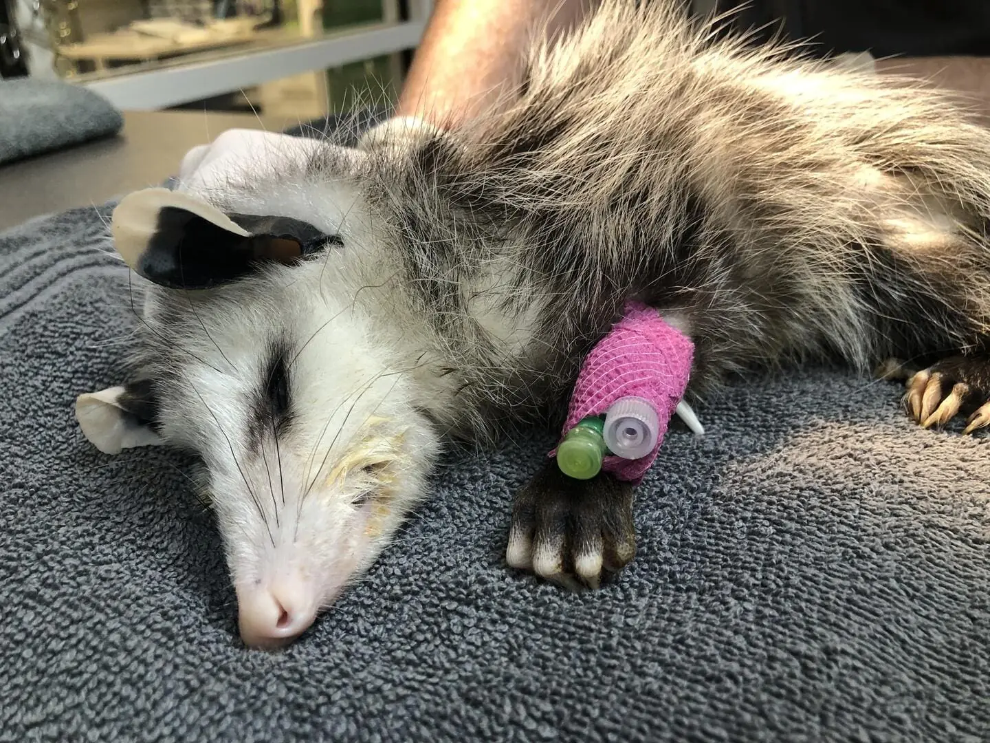 Case Study: Mission: Opossum Blood