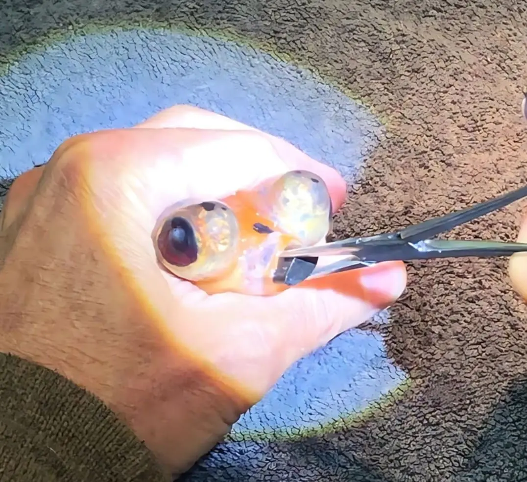 Case Study: This Fish Rocks!