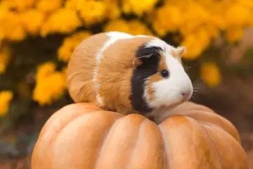 Taking the Trick Out of Treats