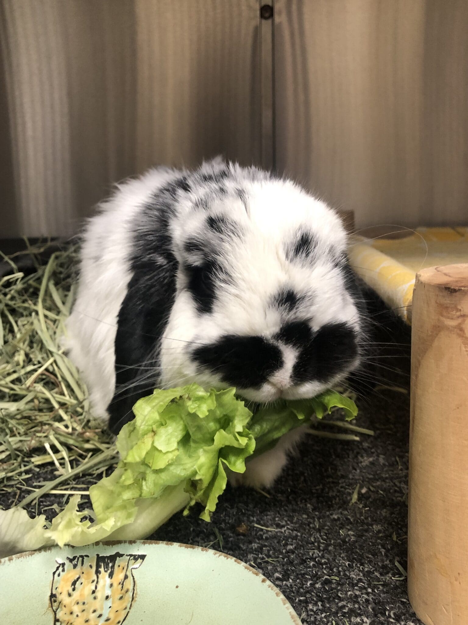 Can Exotic Pets Get Cyclospora from Fresh Produce?