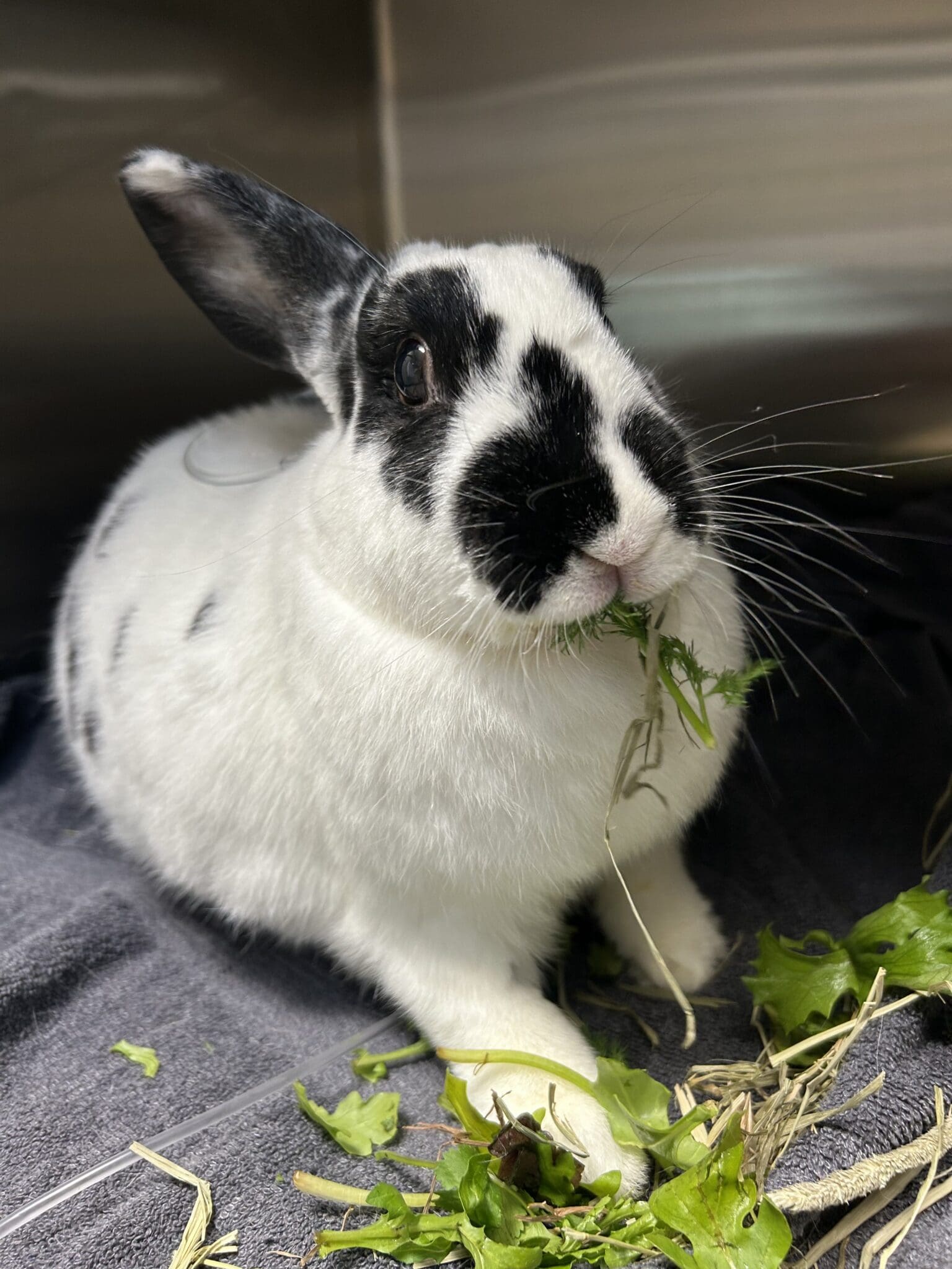 Why Is My Rabbit Not Eating?