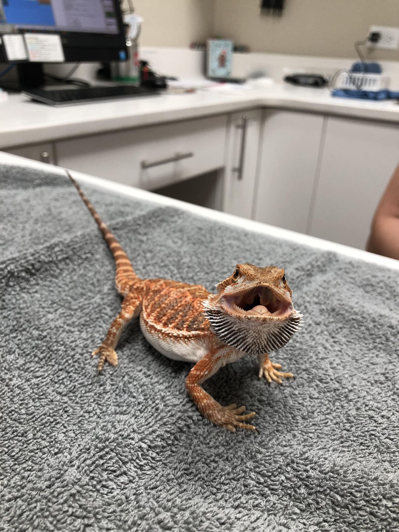 Why is My Bearded Dragon Black?