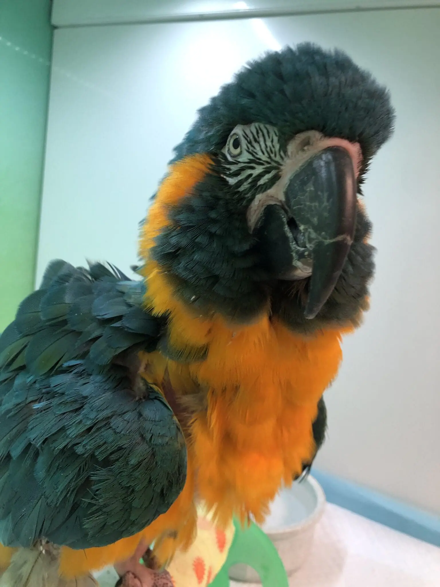 Why Is My Bird Puffed Up?