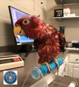 Bird with Fluffed Feathers at Vet